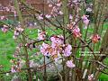 2004-0214Riebes