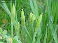 2004-0215dafbuds