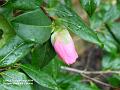 2004-0217Camelia