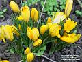 2004-0217crocuses
