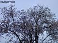 2004-0218Tree