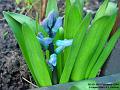 2004-0219BlueFlower