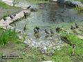 2004-0223starlings