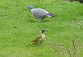2004-0228gardenbirds