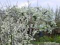 2004-0405blossom