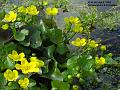 2004-0406buttercups
