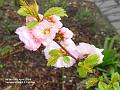 2004-0409Peppertree