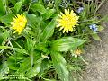 2004-0411Dandilions