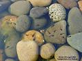 2004-0414Tadpoles