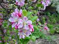 2004-0415Appleblossom