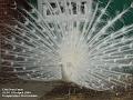 2004-0417Peacock