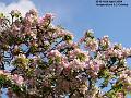 2004-0419blossom