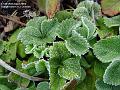 2004-0420Strawberry
