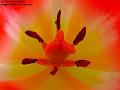 2004-0421tulip
