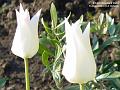 2004-0424Tulip