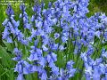 2004-0426bluebells