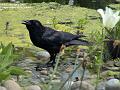 2004-0427Crow