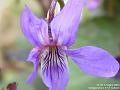 2004-0427Viola