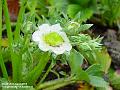 2004-0428Strawberry