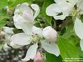 2004-0429Apple