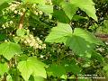 2004-0503berryflower