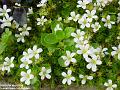 2004-0507Saxifraga