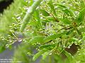 2004-0508Pyracanthus