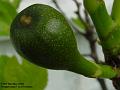 2004-0509fig