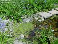 2004-0513pond