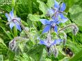 2004-0515beebromage