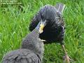 2004-0520Starling