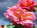 2004-0521rose