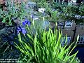 2004-0522wateriris