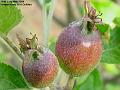 2004-0523apples