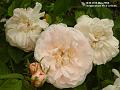 2004-0525roses