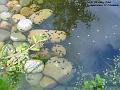 2004-0526tadpoles
