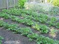 2004-0528Potatoes
