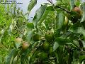 2004-0703apples