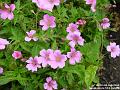 2004-0704Geranium