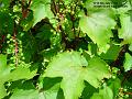 2004-0705grapes