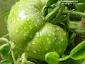 2004-0710tomatoes