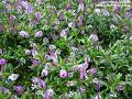 2004-0712butterflybush