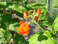 2004-0713Runnerbean