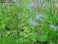 2004-0717meadow