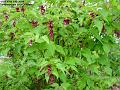 2004-0718oddflowers