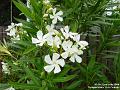 2004-0722Neria
