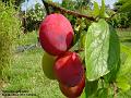 2004-0724plums