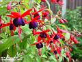 2004-0727Fuchia