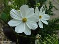 2004-0728Cosmos