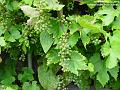 2004-0801grapes